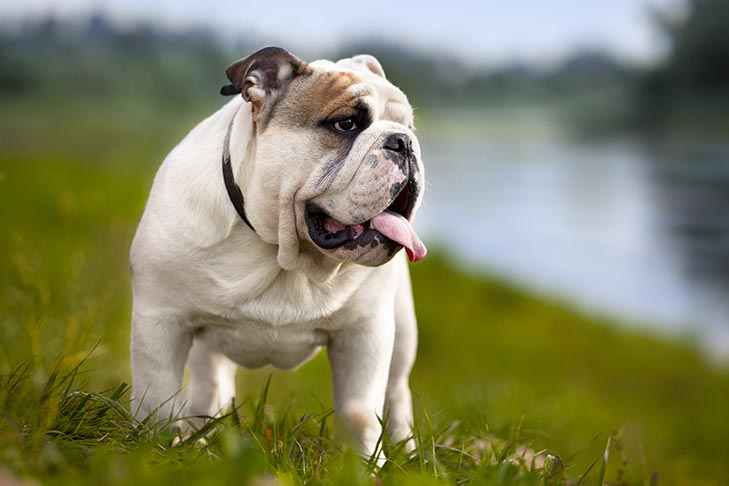 The English Bulldog