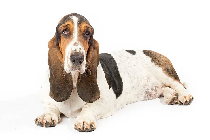 Thee Basset Hound