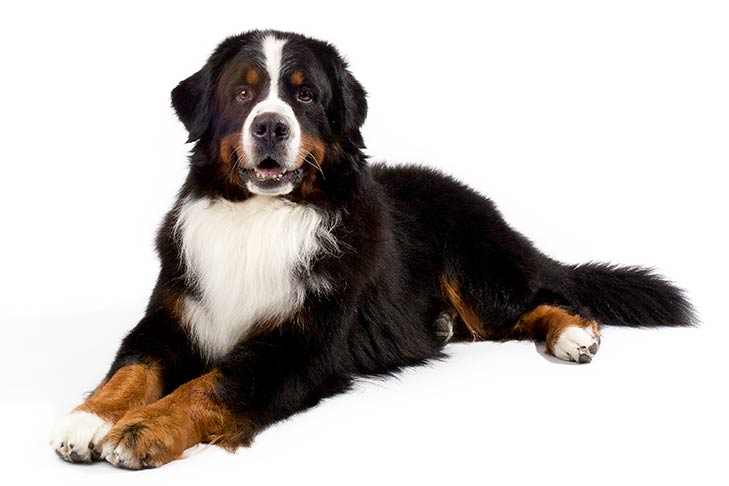 Bernese Mountain Dog