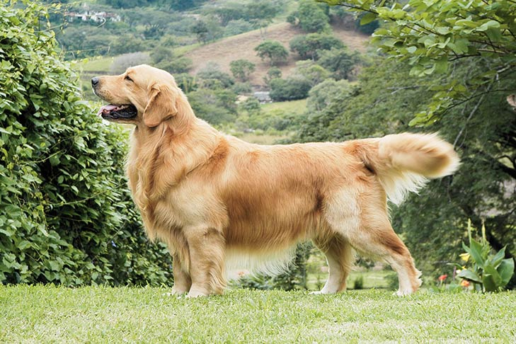 The Golden Retriever