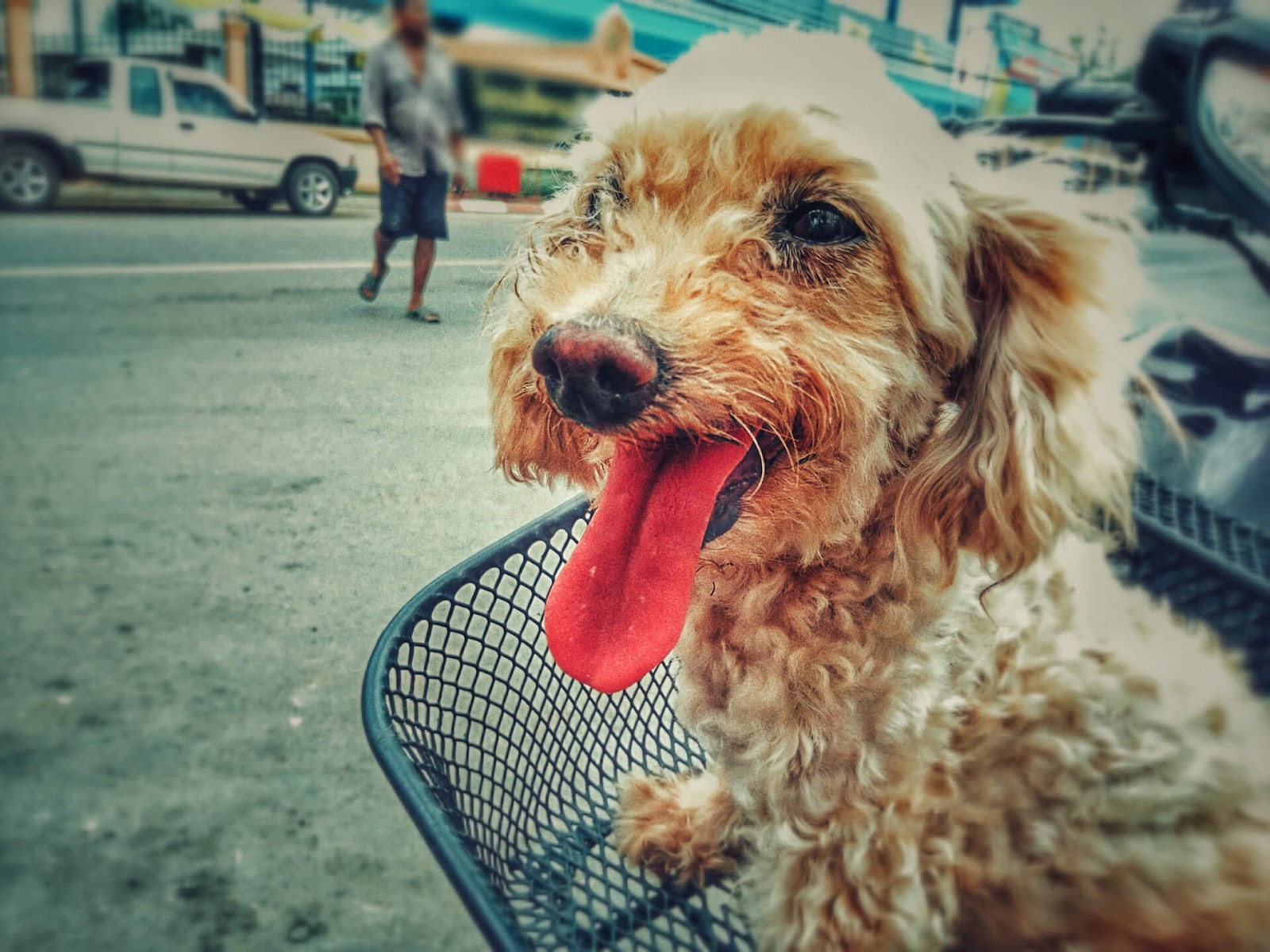 Happy dog going on a ride in a bike basket