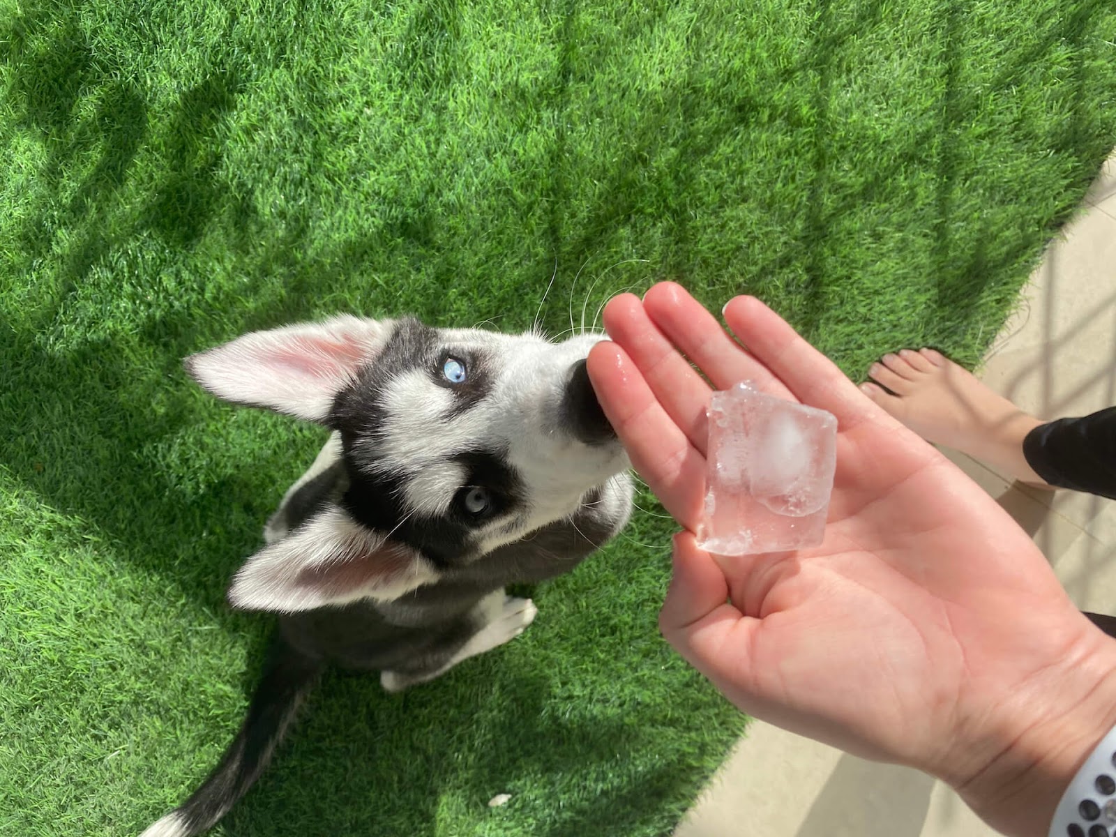 Young husky waiting anxiously for the ice cube in his person's hand