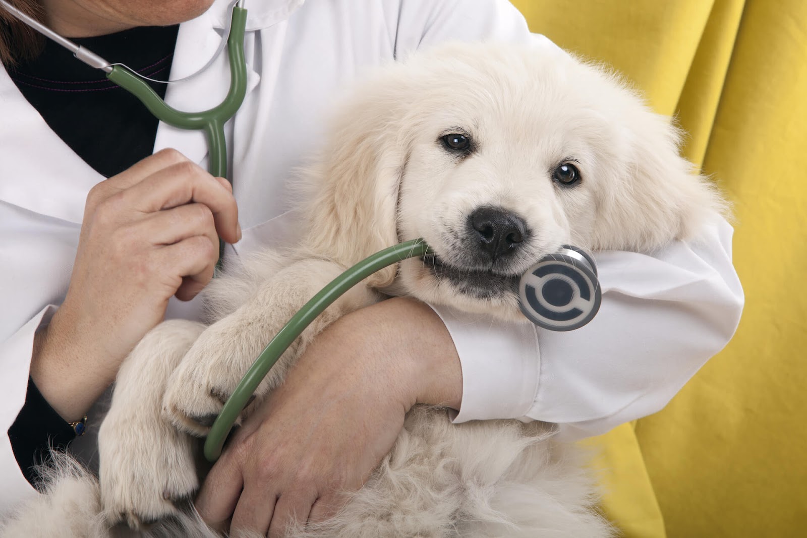 Puppy snuggling with vet and chewing on a stethoscope