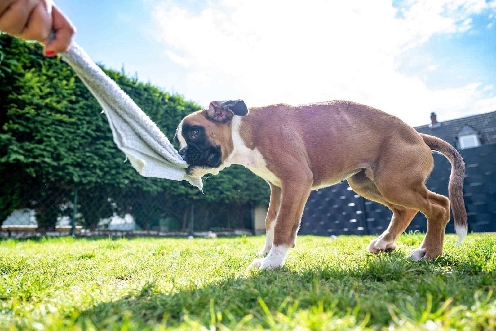 Boxer pup and owner playing with a towel in the backyard
