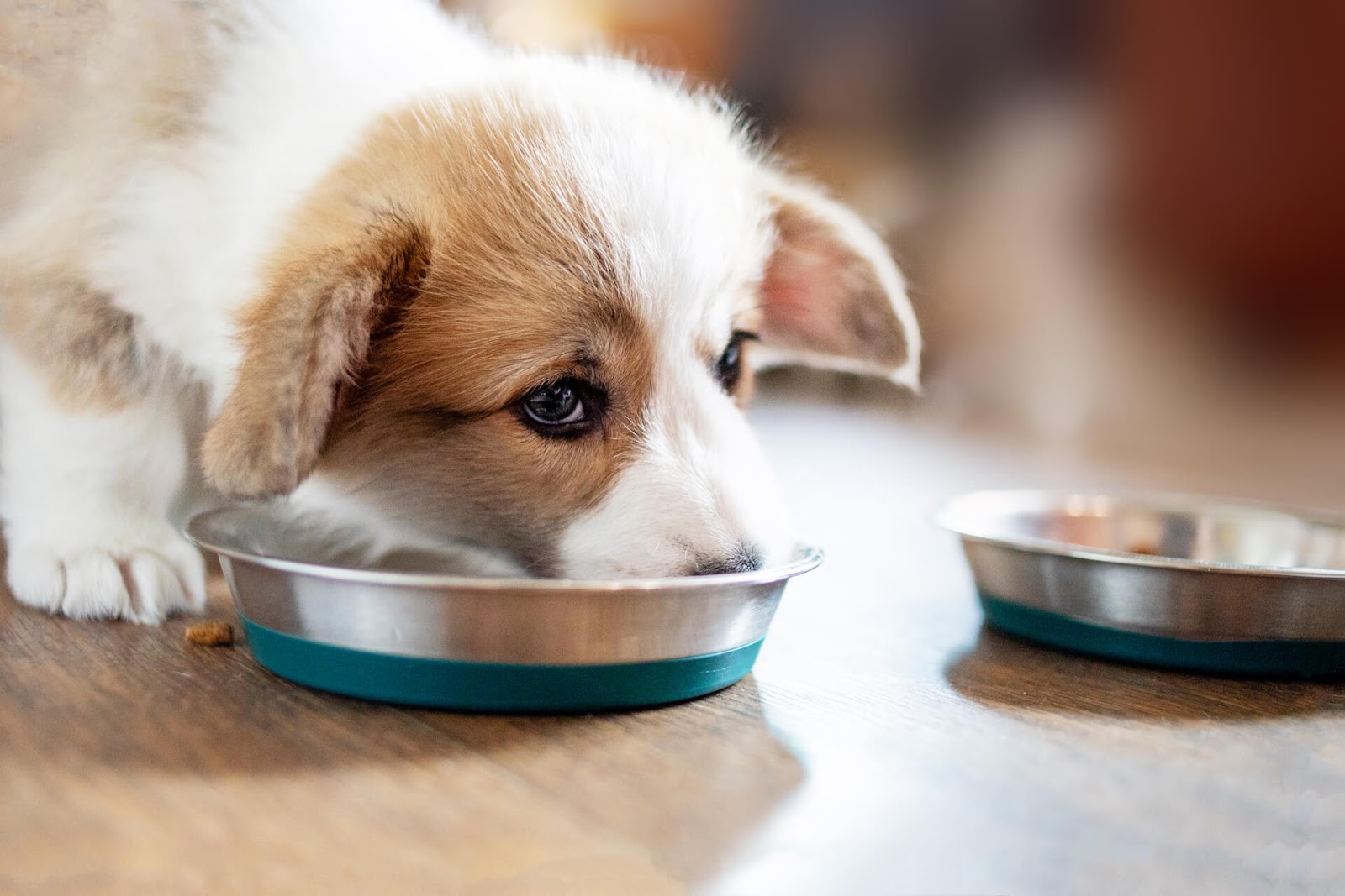 Puppy eating food and teething remedies from his bowl
