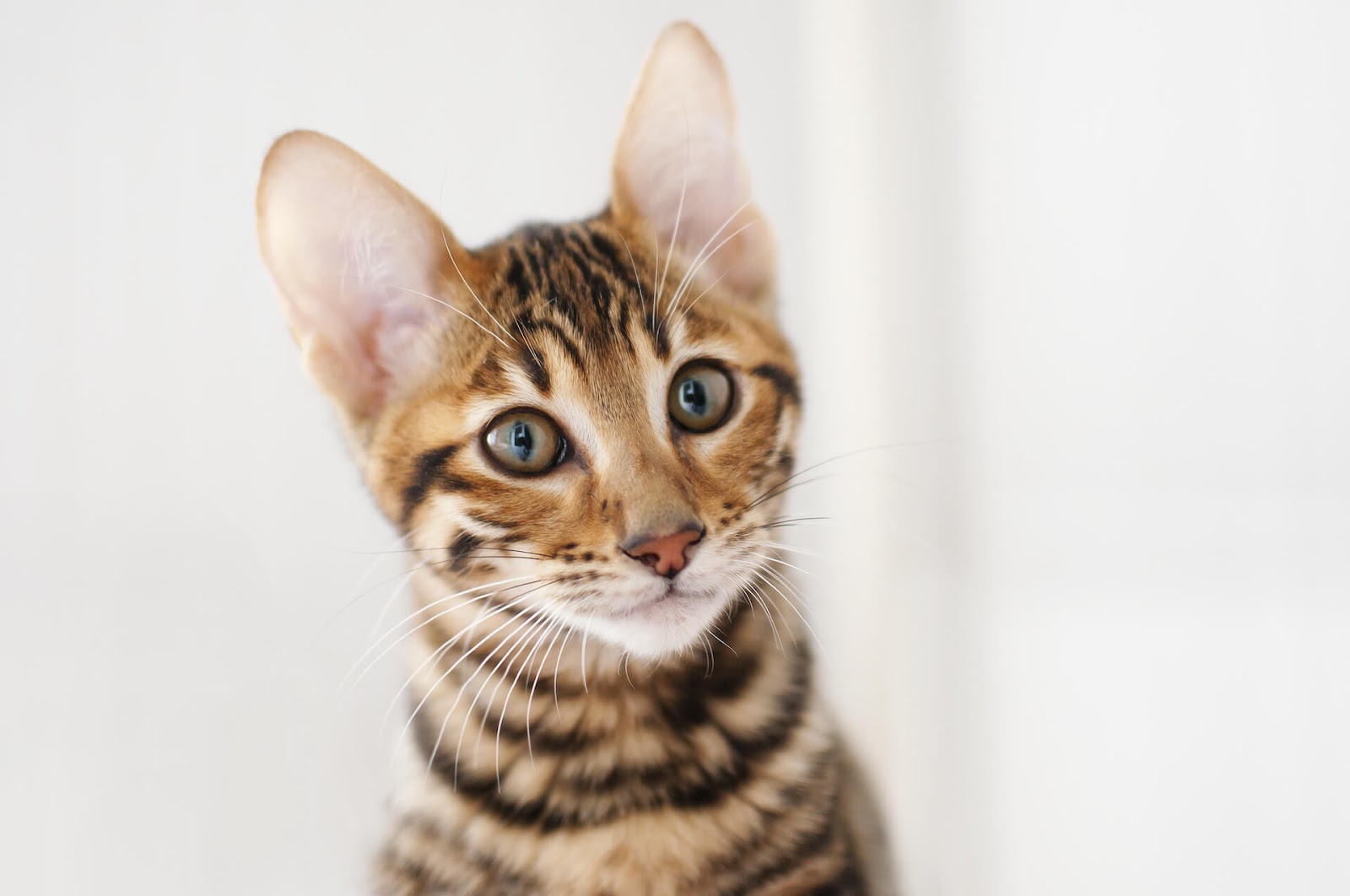 Brown tabby cat looking at camera