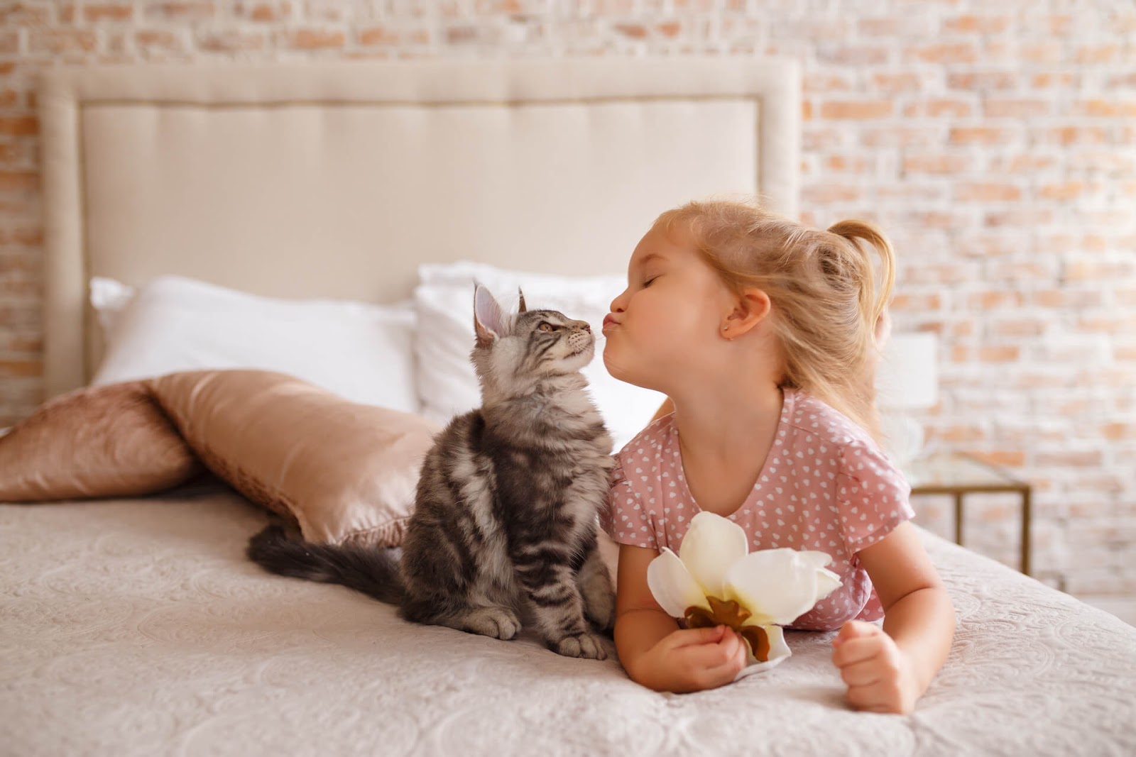Young girl giving kisses to her kitten on her parent's bed
