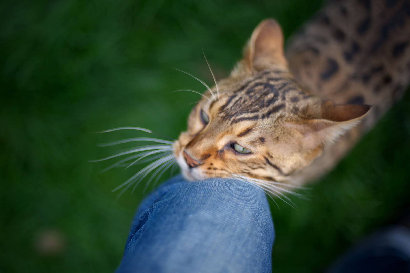 Cat rubbing its cheek against a human's leg