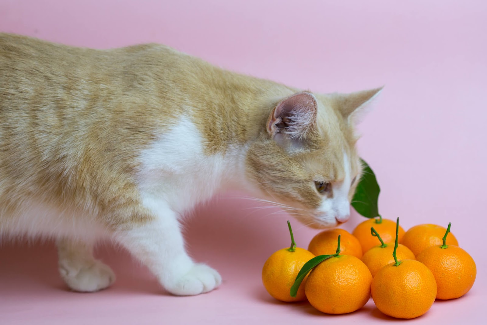 Young cat smelling mandarins against a pick background
