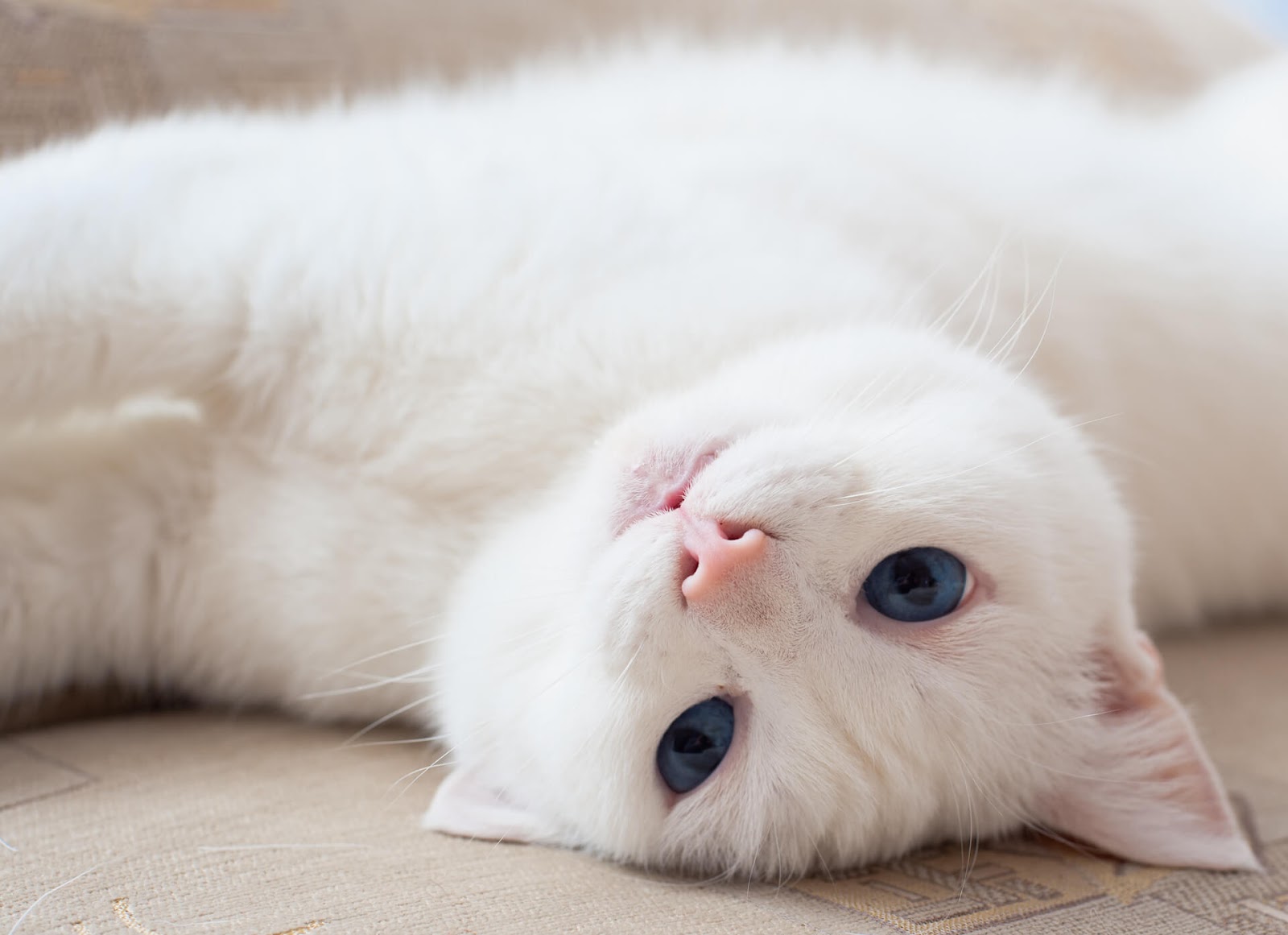 Blue-eyed, white cat rolling on her belly, looking at the camera