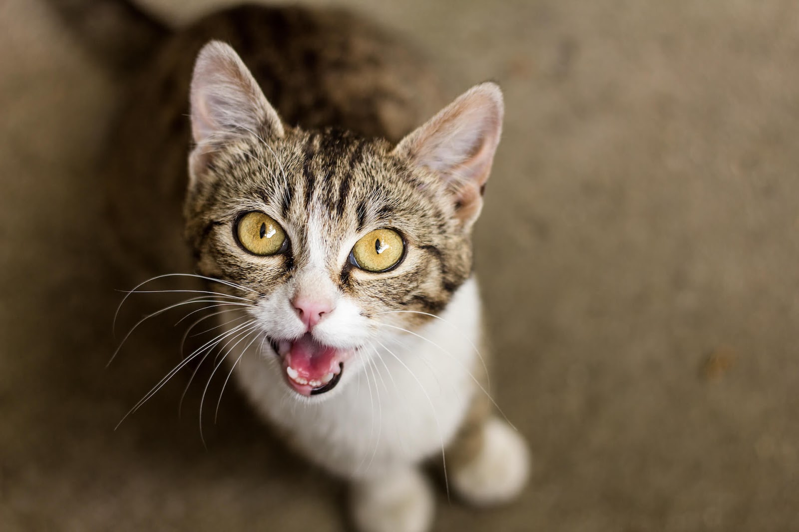 Yellow-eyed tabby meowing at the t
