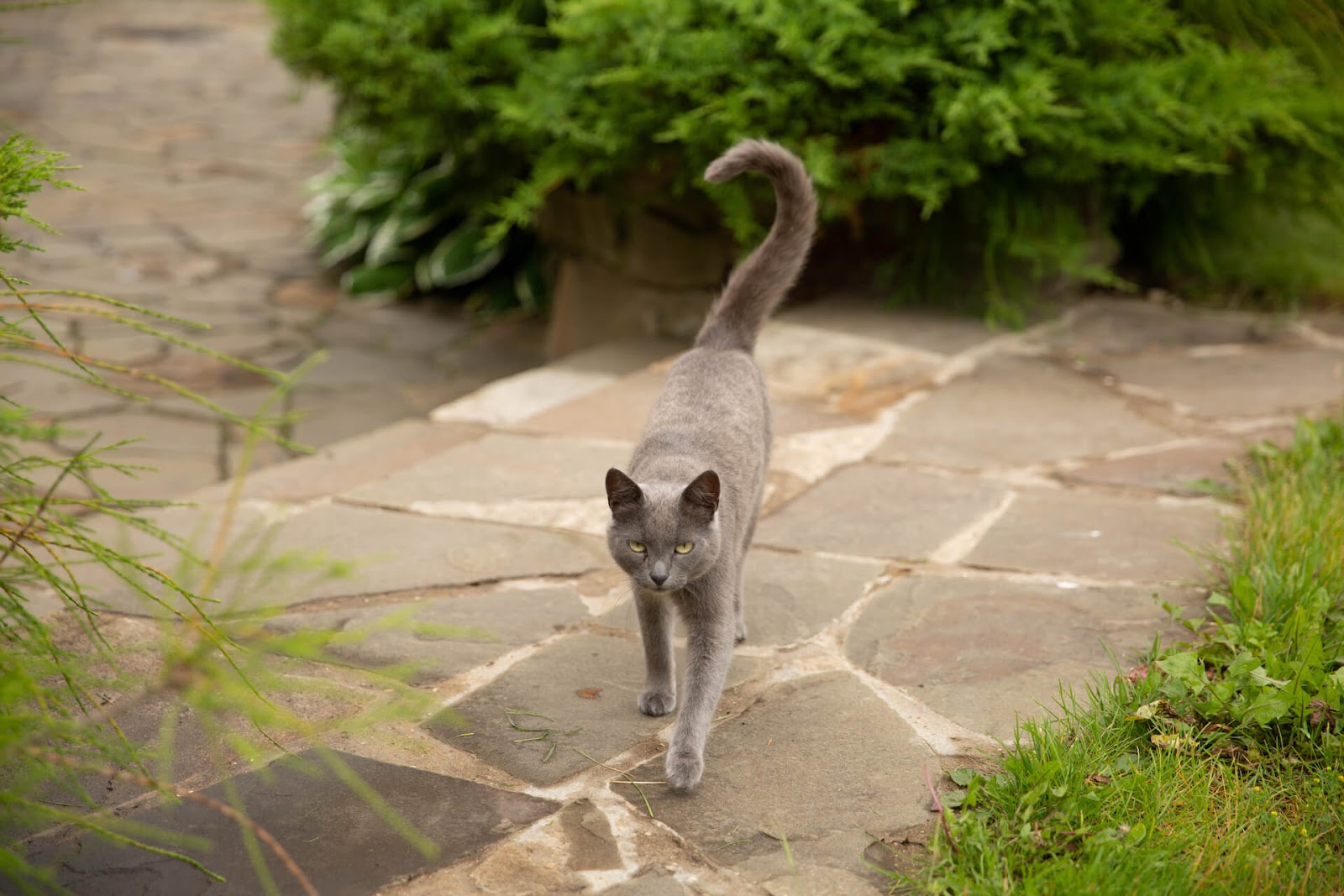 Cat with a curved tail walking towards the camera