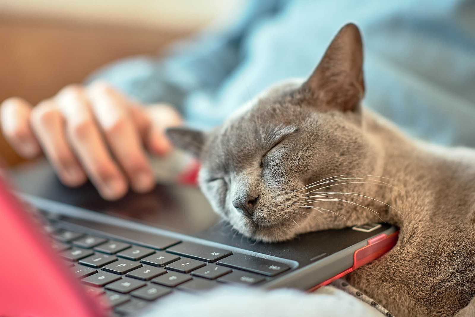 Cat snoozing happily on her owner's laptop while he works