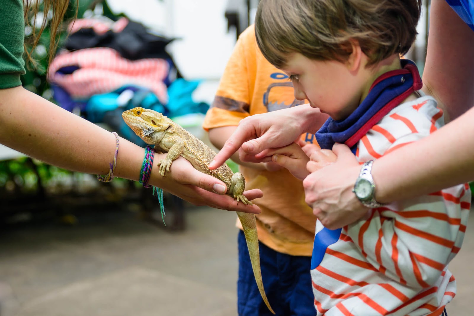 Young boy touching a bearded dragon at a zoo party