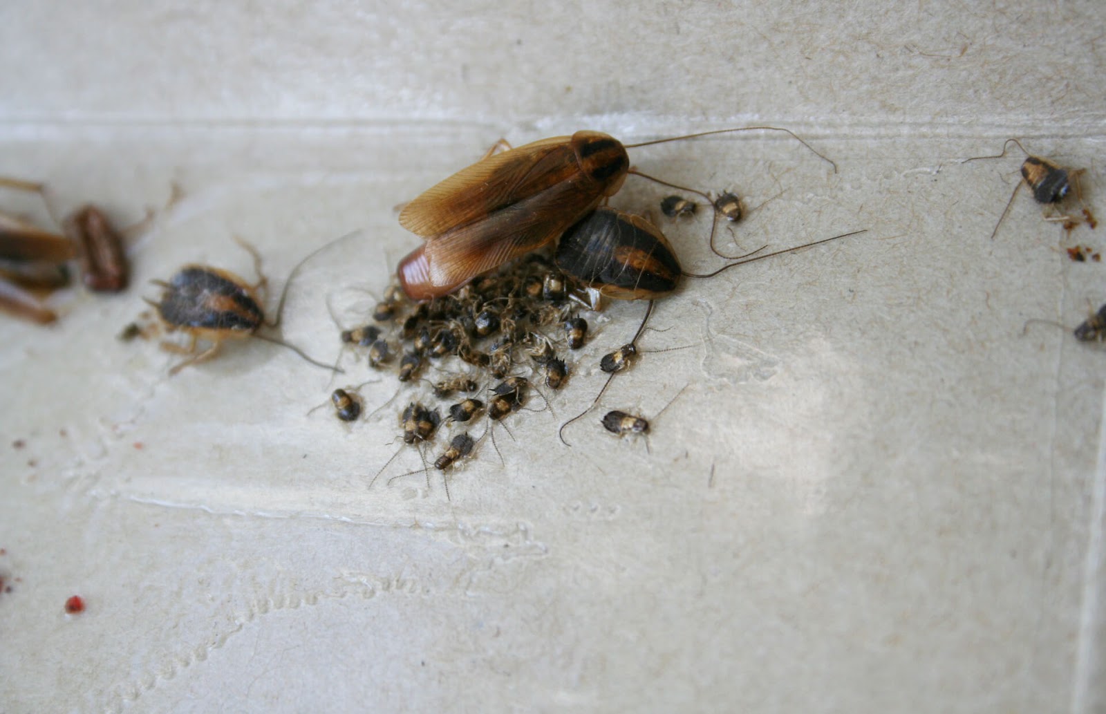 Cockroach having babies