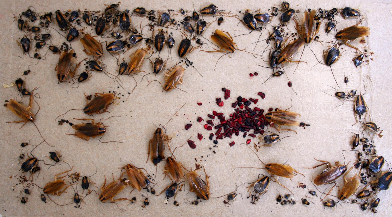A whole bunch of cockroaches all over