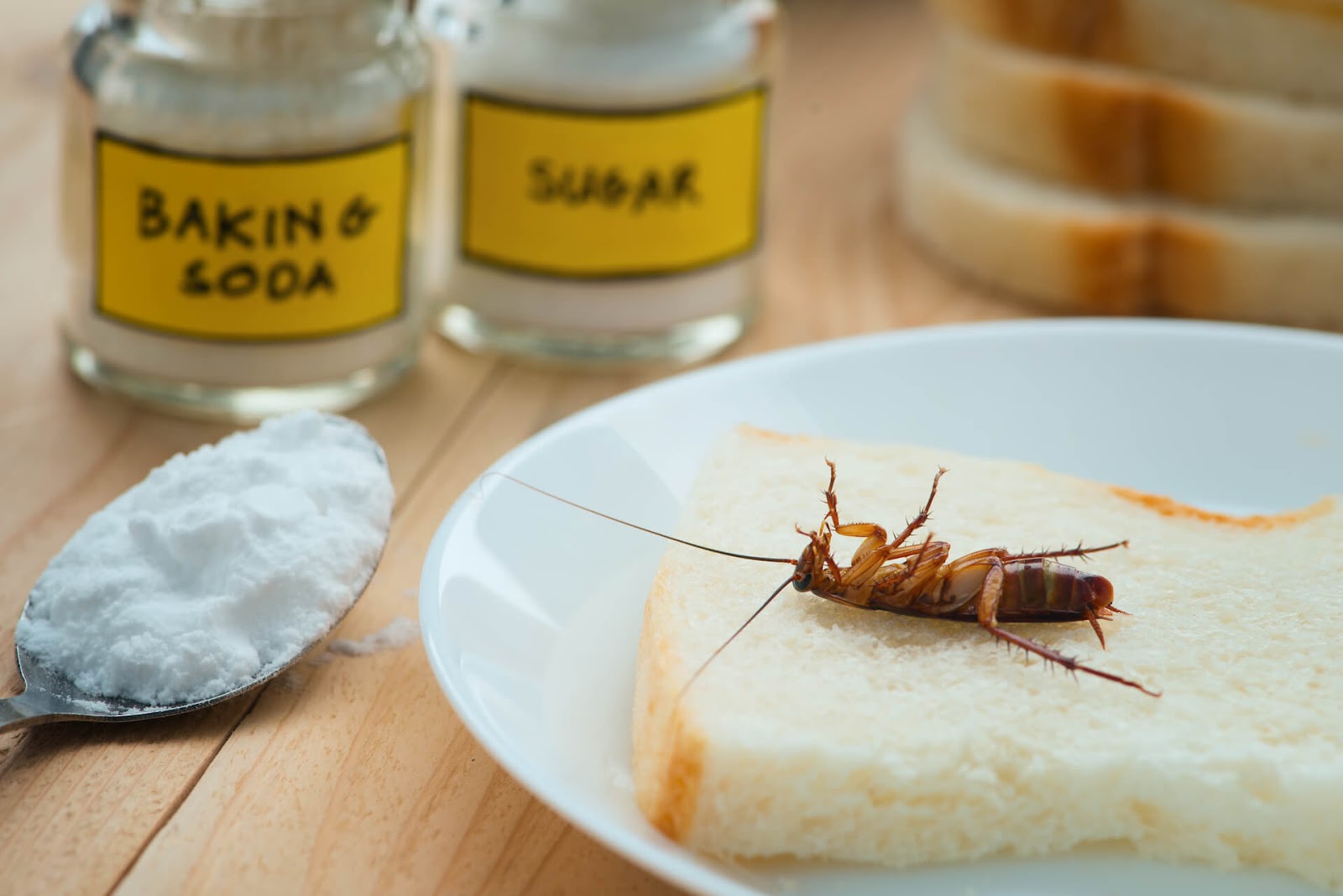 Dead cockroach on piece of white bread next to baking soda