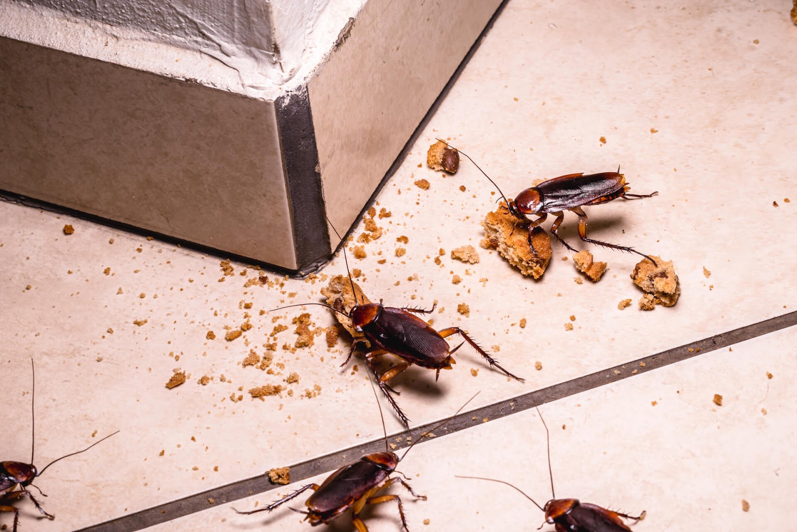 Cockroaches eating crumbs