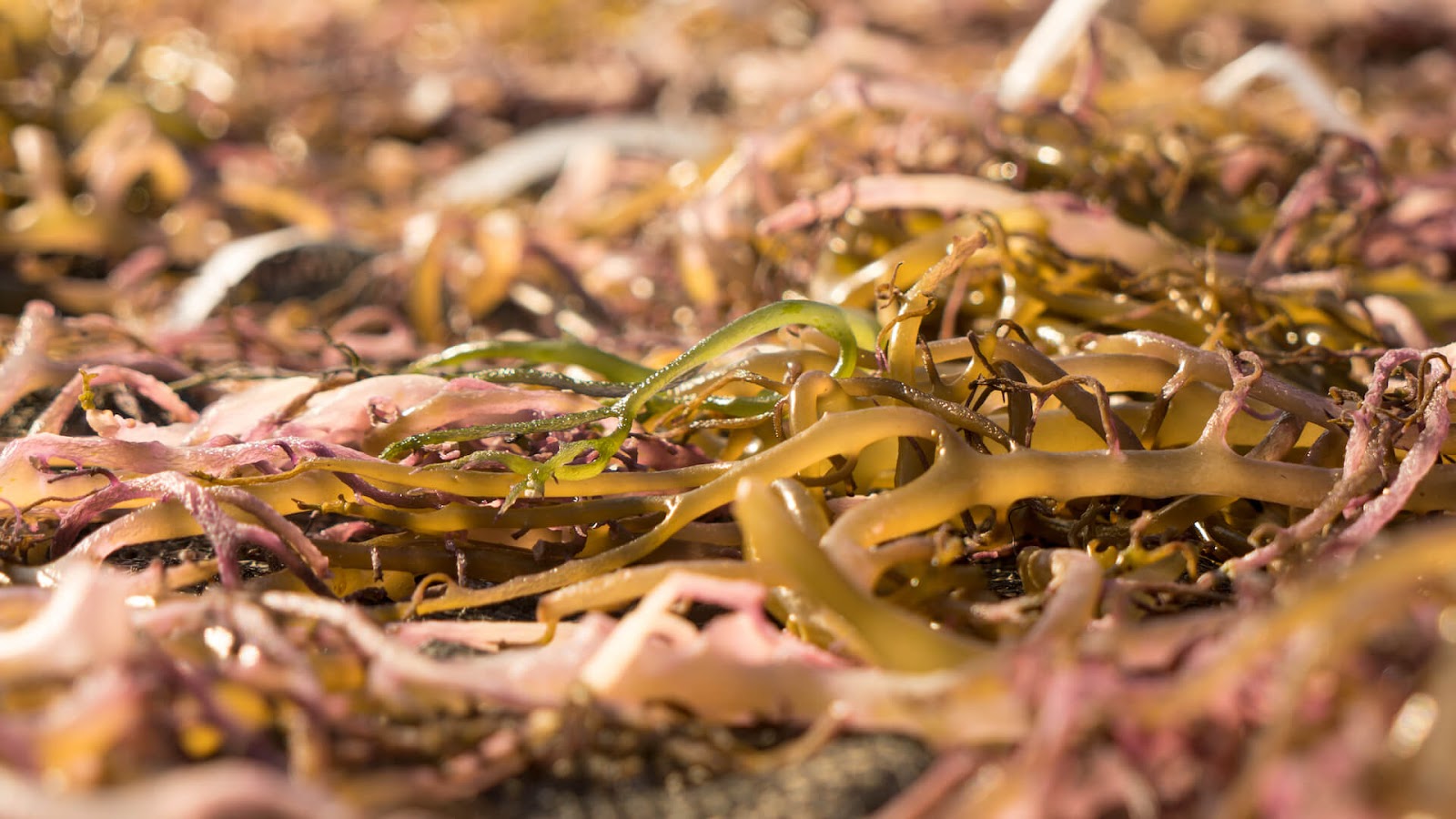 Seaweed Carrageen