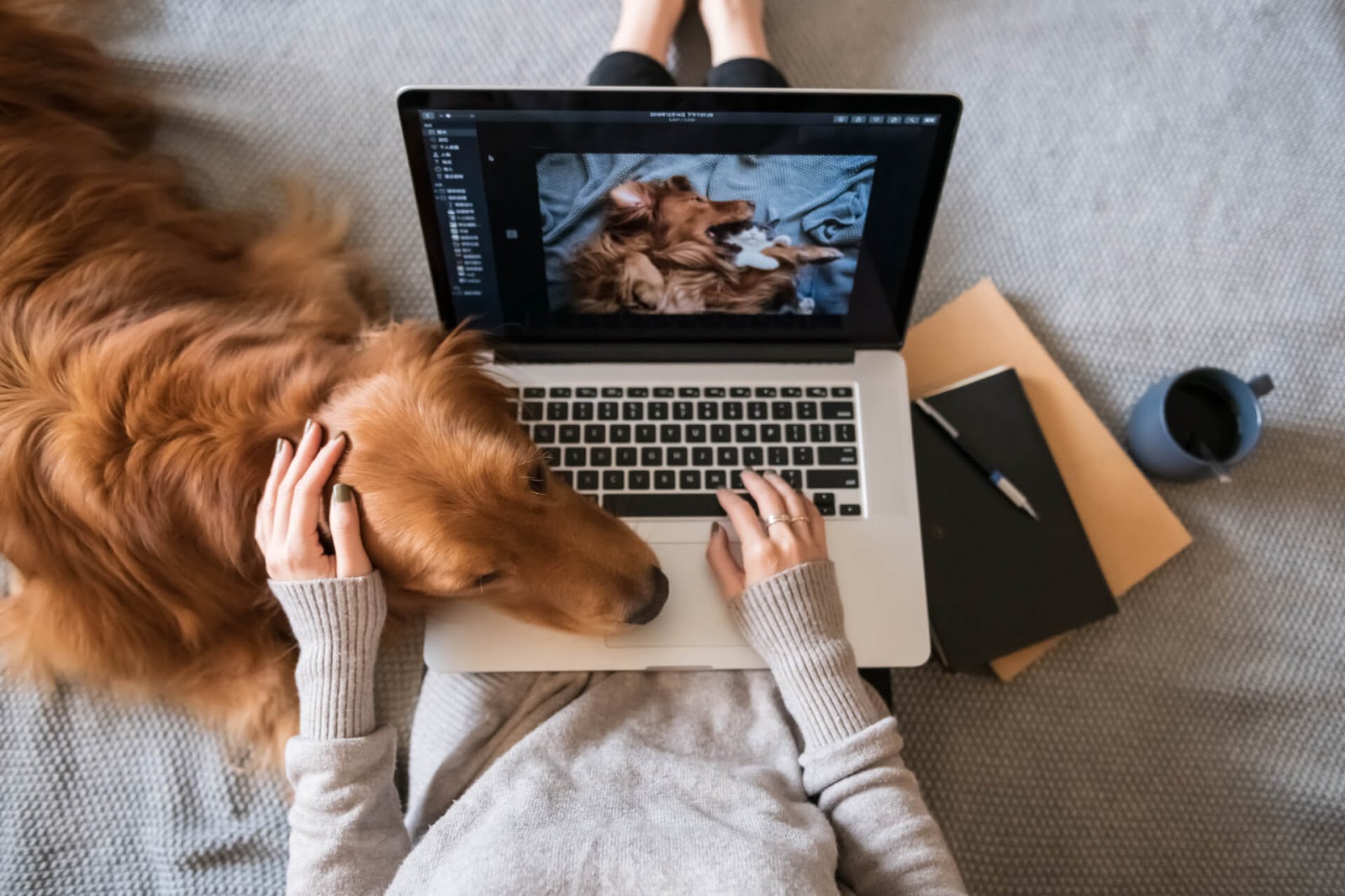 Dog laying on owner's lap while she works on her laptop