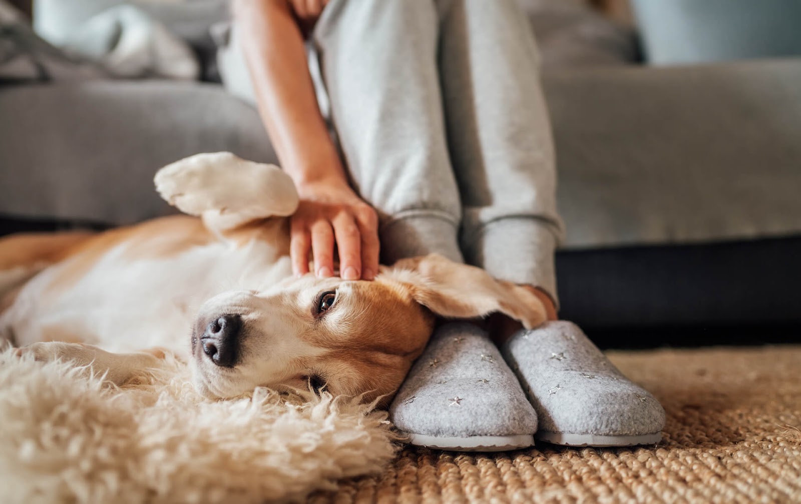 Dog laying on owner's slippers asking for belly rubs