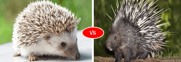 Hedgehog and porcupine next to each other