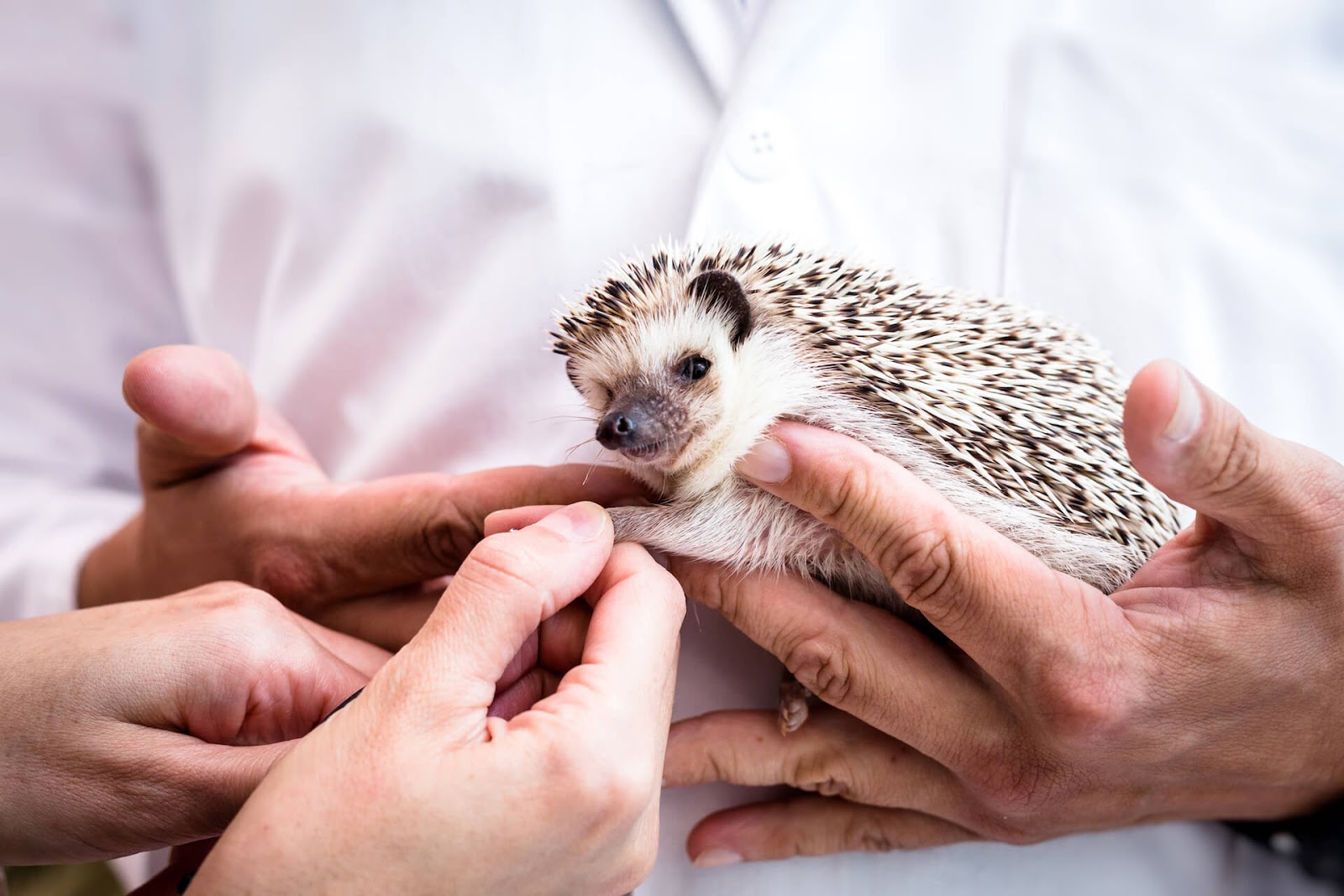 Vet holding a sickly looking hedgehog