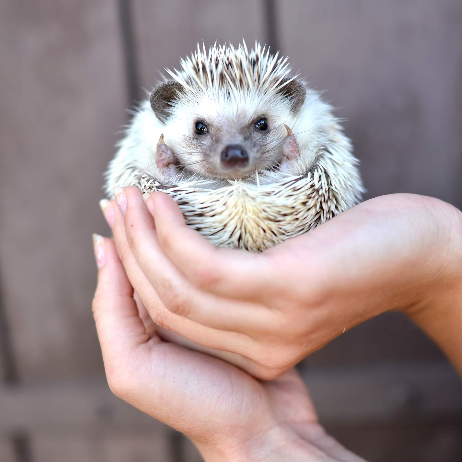 Woman holding a curled up hedgehog