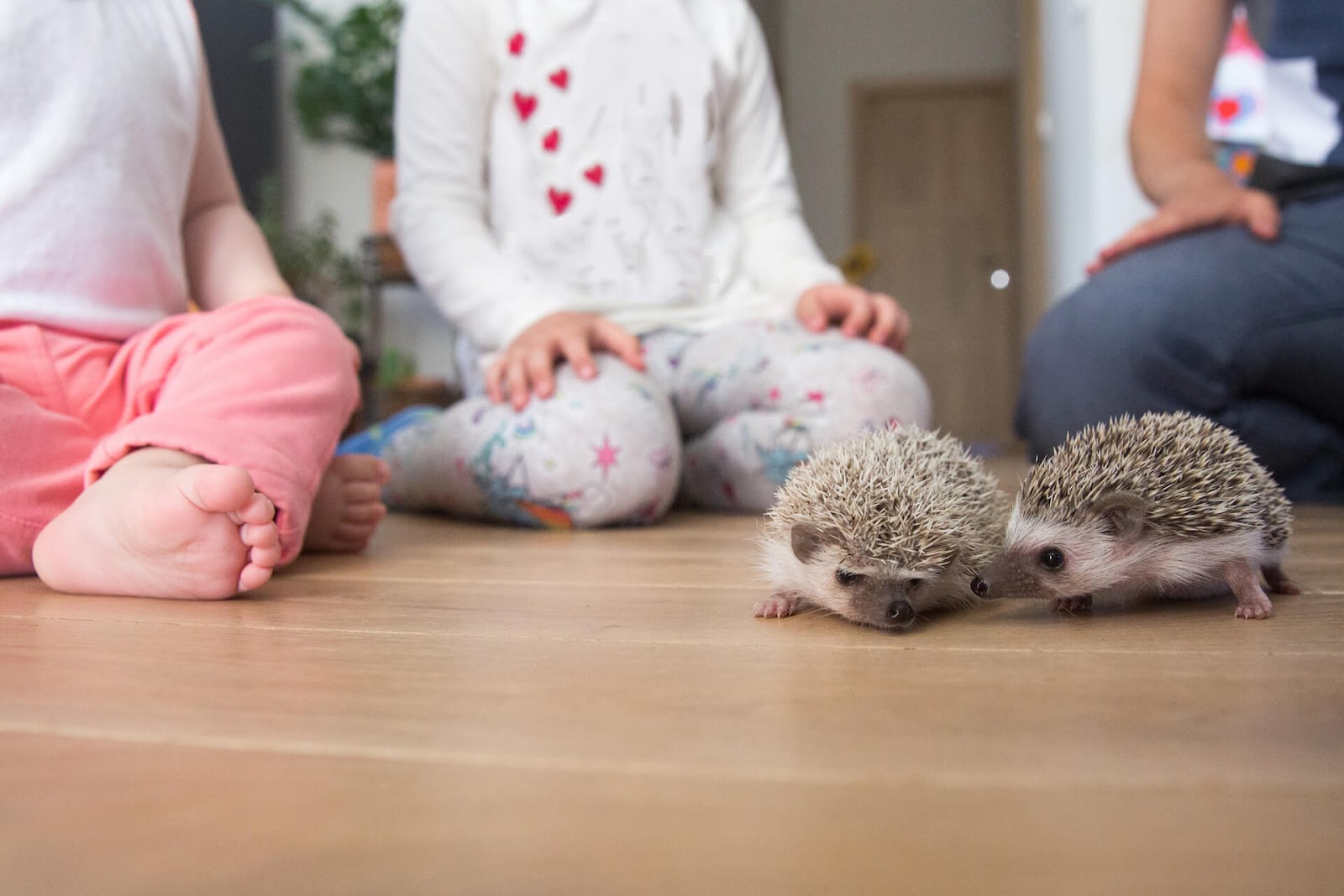 Children watching two pet hedgehogs crawl around the floor