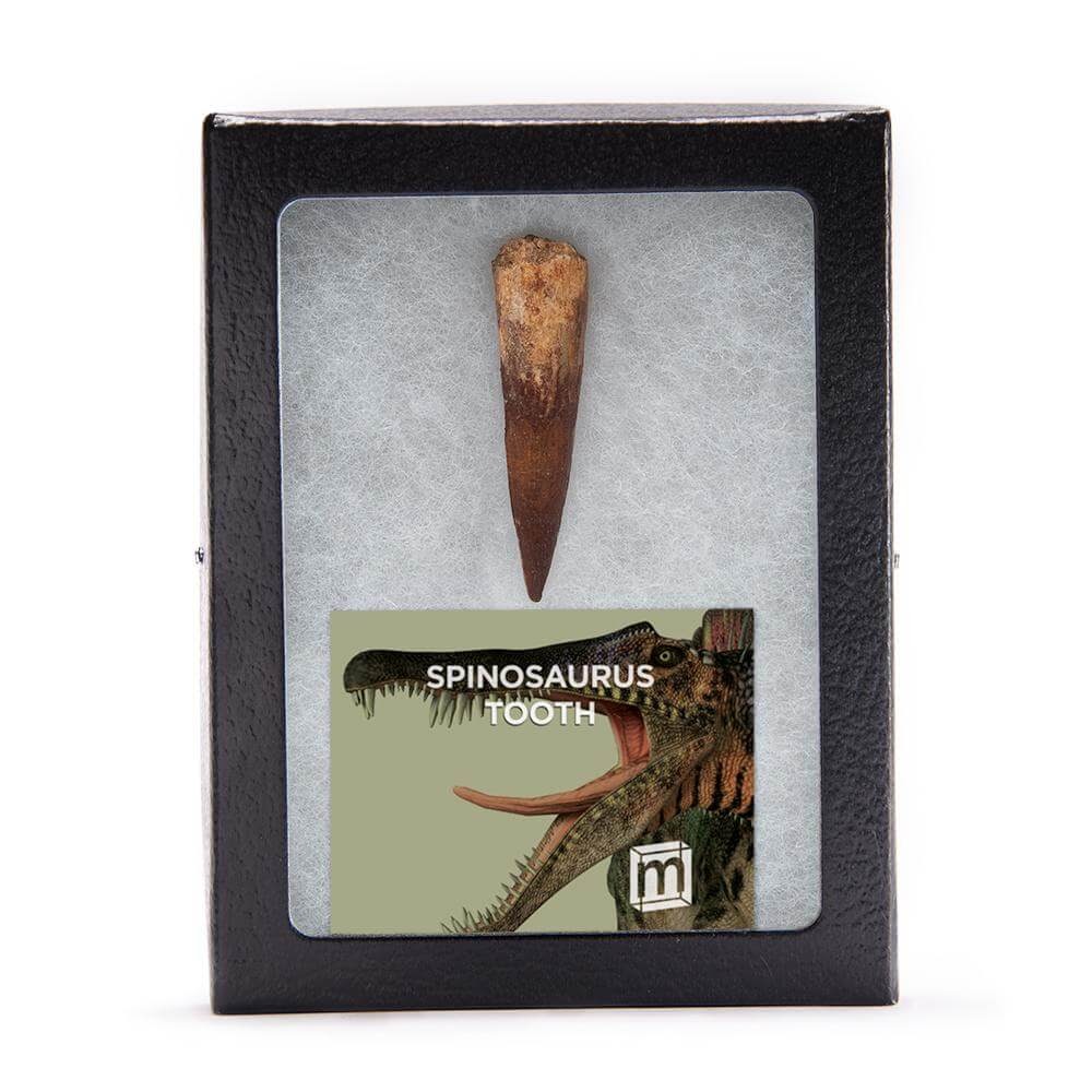 Real Dinosaur tooth in a box