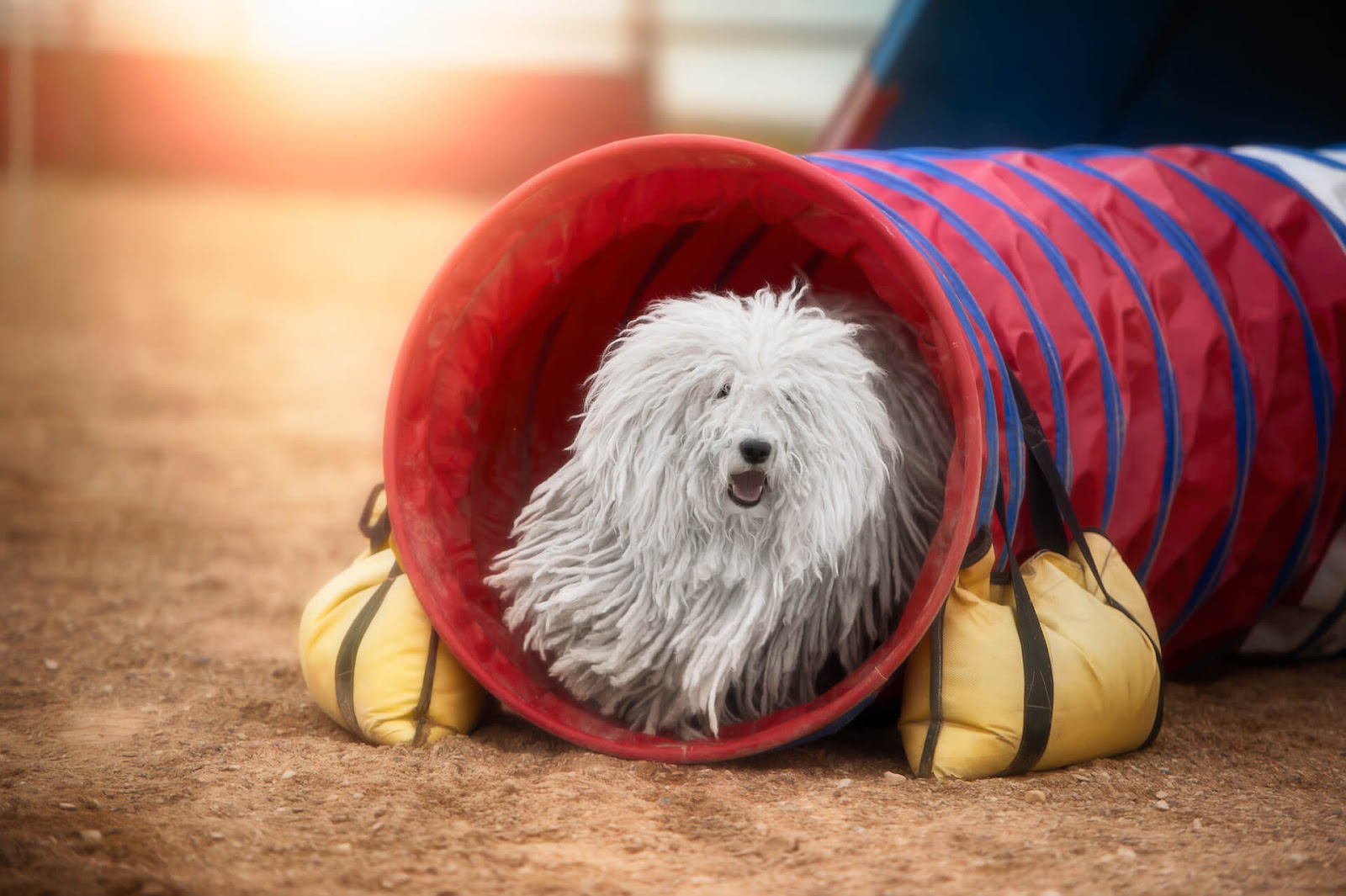 Dog coming out of tunnel