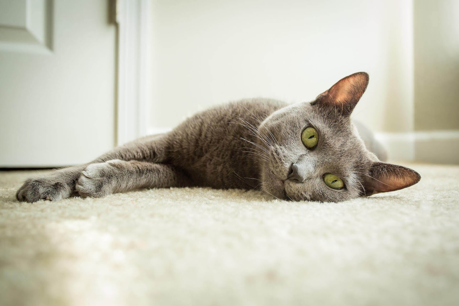 Cat looking cutely at the camera while laying on the floor