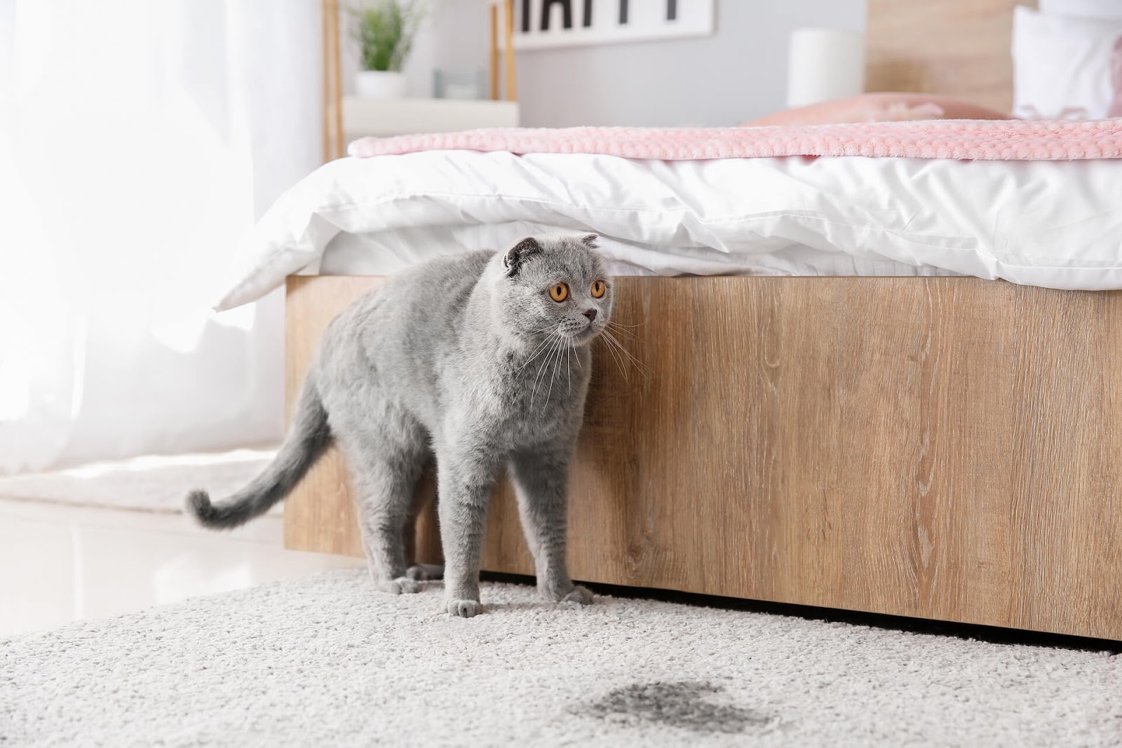 Stressed out cat next to a puddle of pee on the carpet