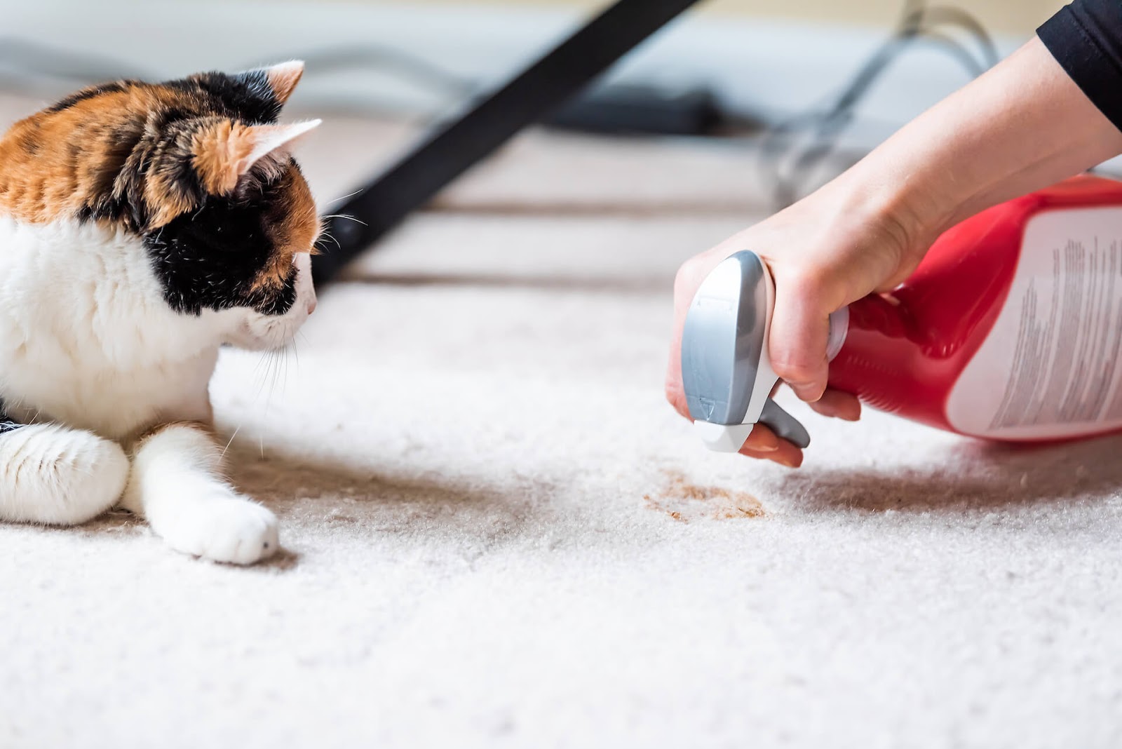 Woman using a product to clean up cat urine from the carpet