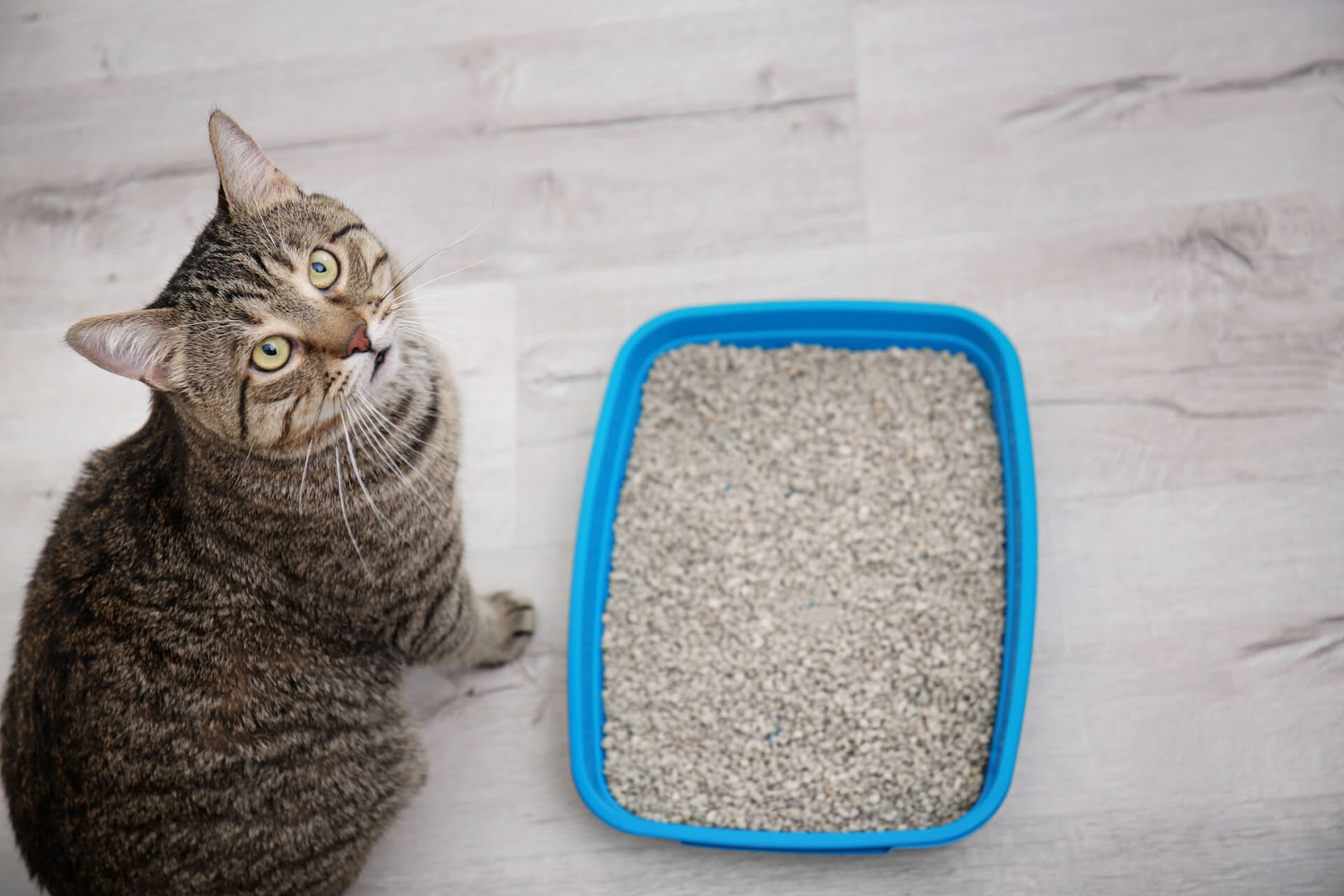 Cat looking at the camera next to a clean litter box