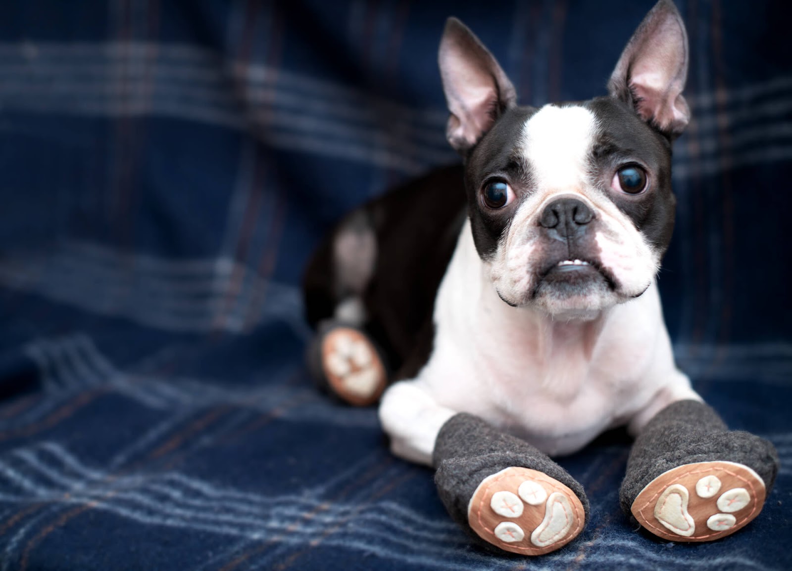 Boston terrier with cute, homemade dog shoes on