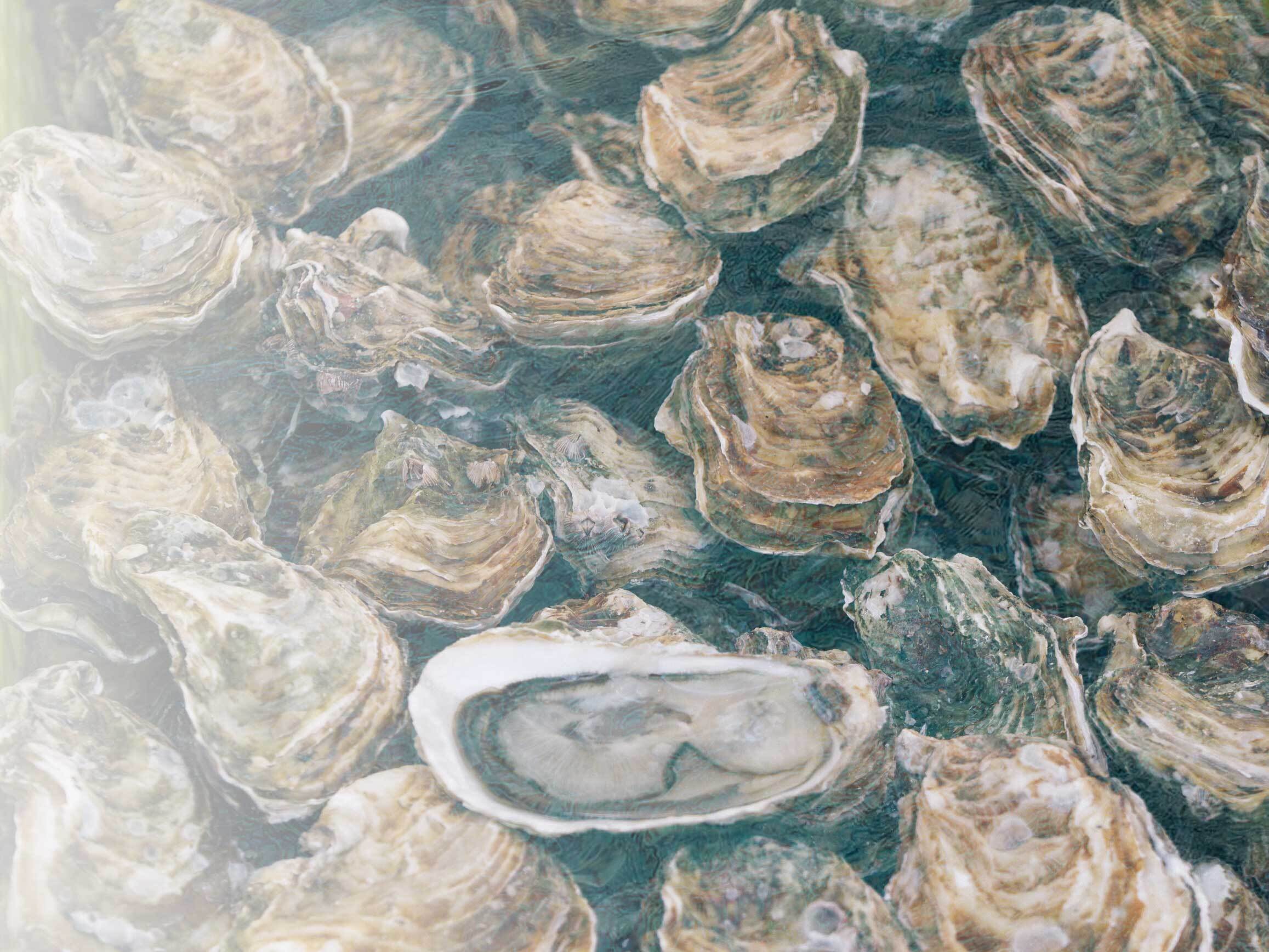 How to make an acid-proof oyster