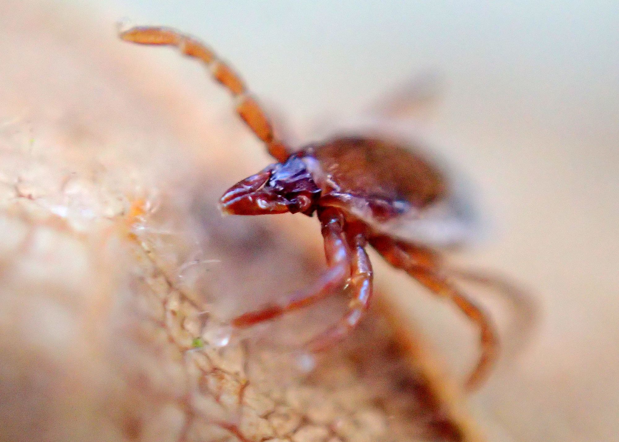 Vancouver Island is in a risk area for Lyme Disease. Here’s where the