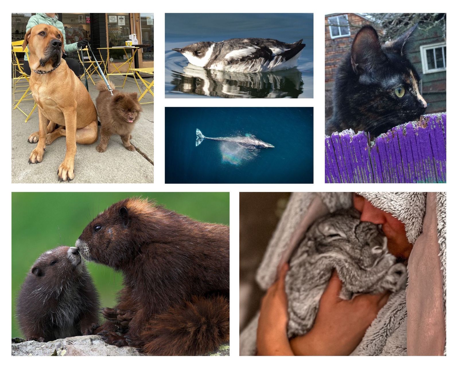Fur, wings, and scales: A look back at our best animal stories ...