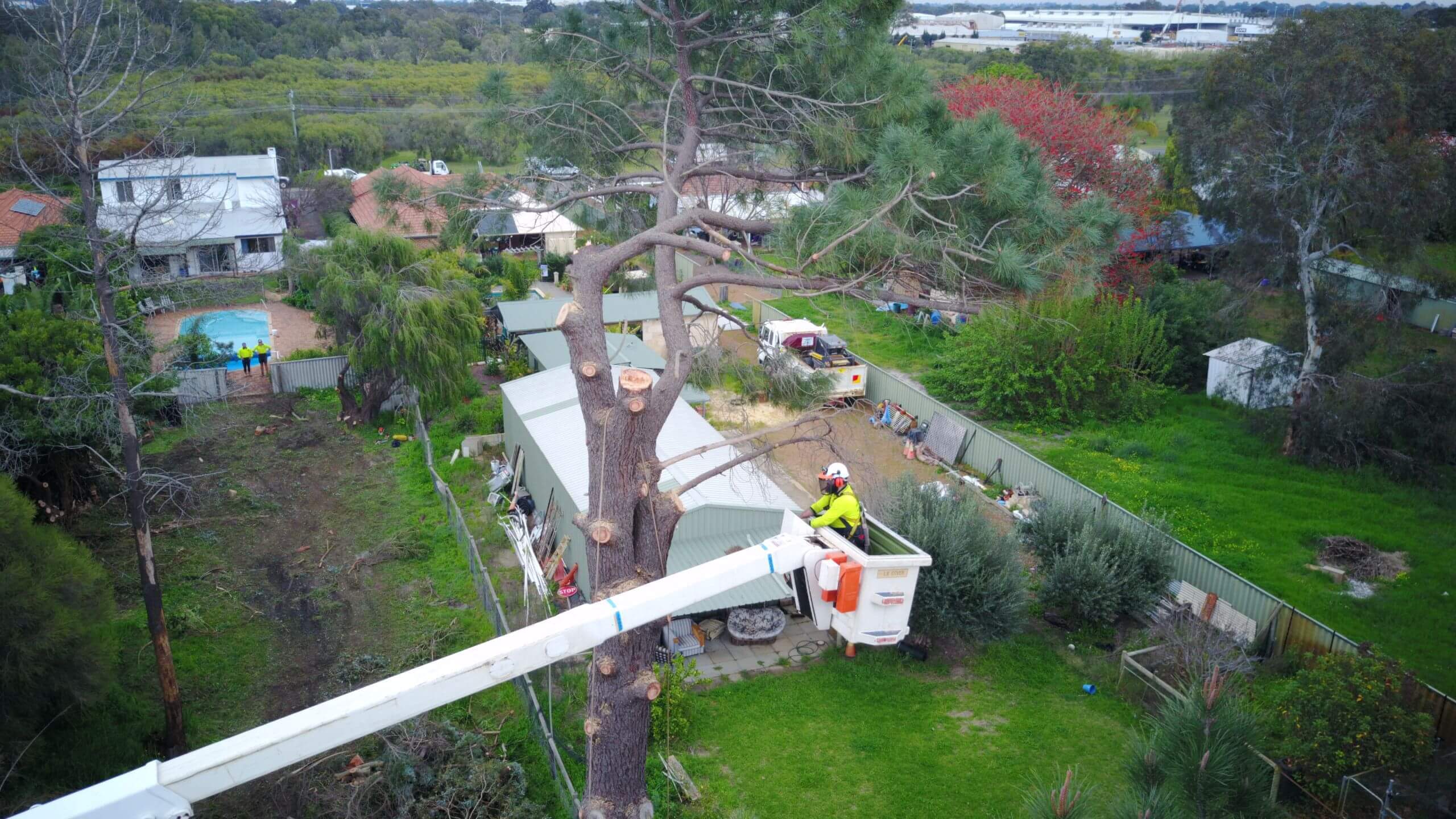 🌳 Tree Lopping vs Tree Pruning What's the Difference and Why it