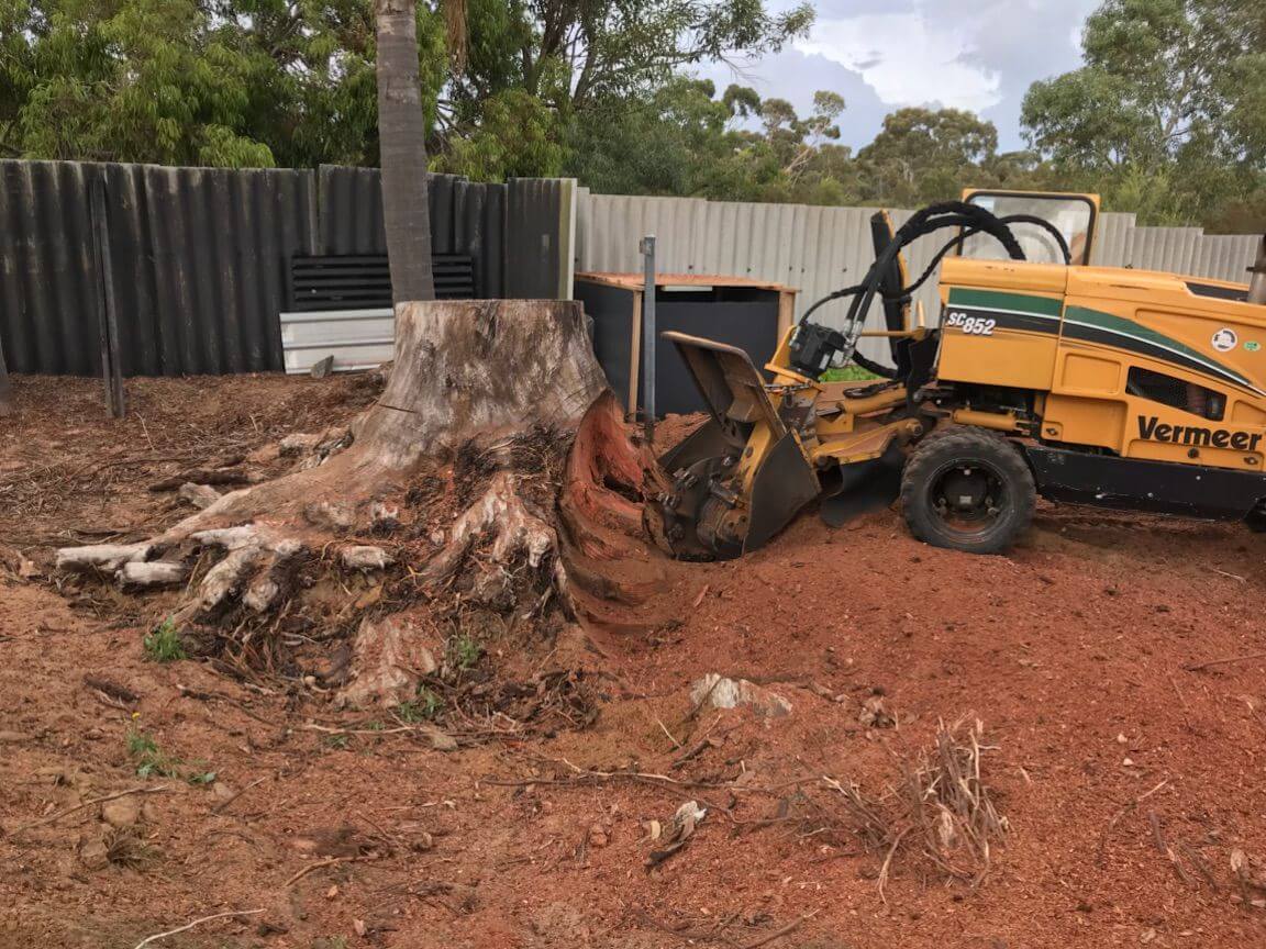 🌳 The Benefits of Professional Stump Grinding Services Lumberjacks WA