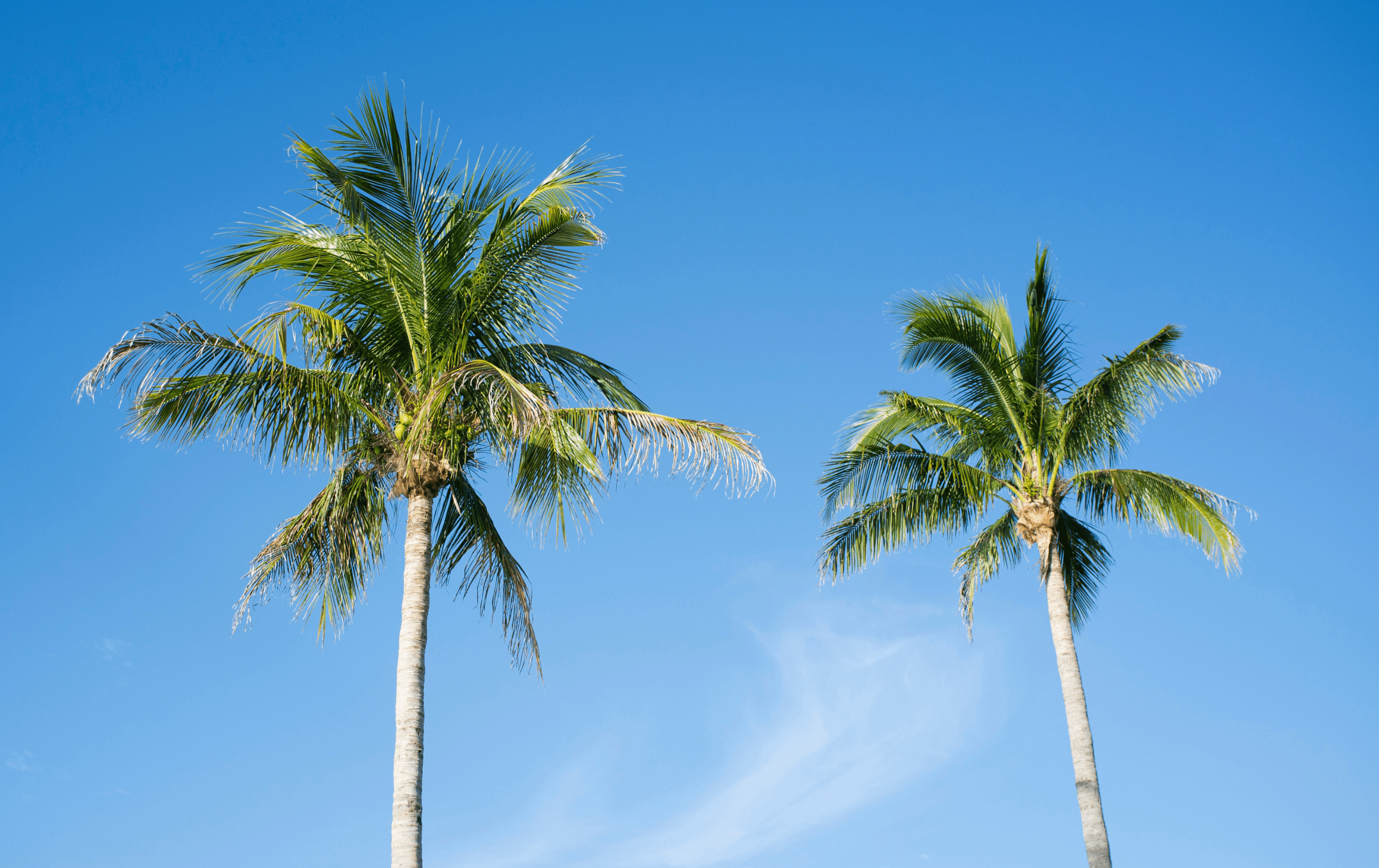 🌳 Palm Cleaning A Comprehensive Guide Lumberjacks WA