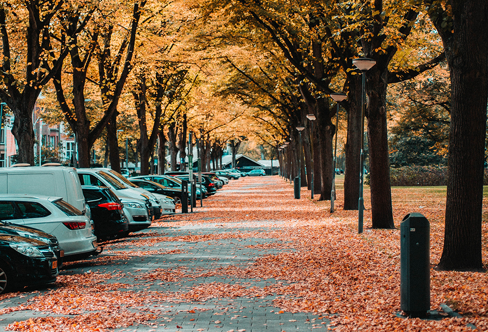 sidewalk covered with leaves lined with trees and parking