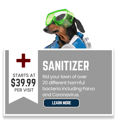 Can You Get Hepatitis From Dog Poop