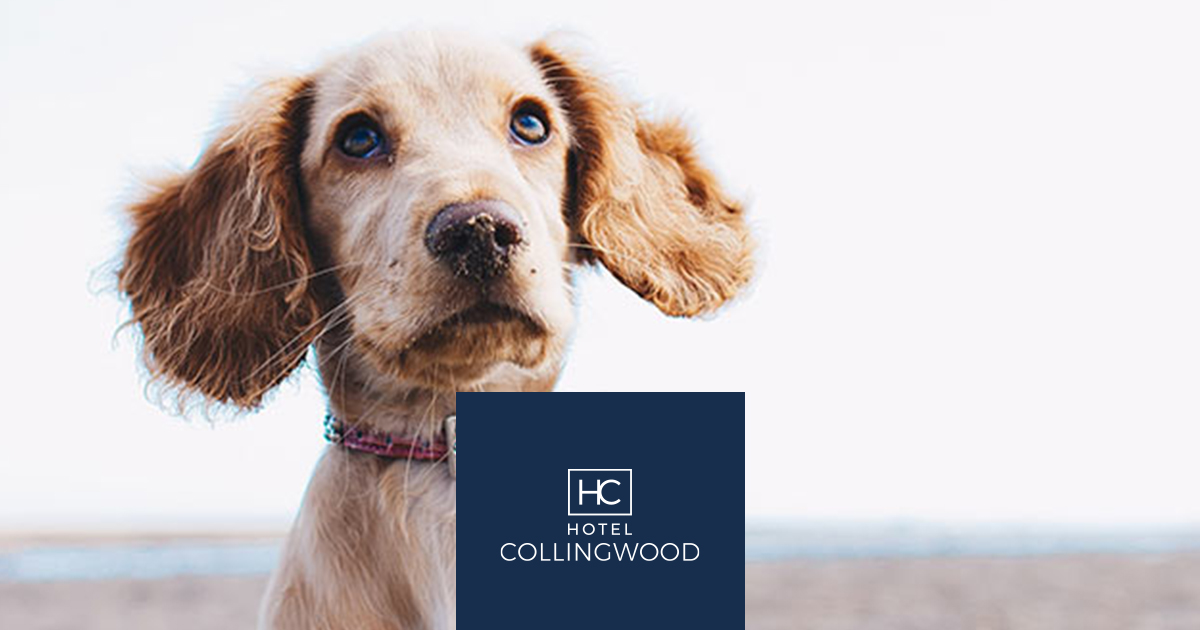Dog Friendly Hotel Bournemouth Holiday With Your Pet