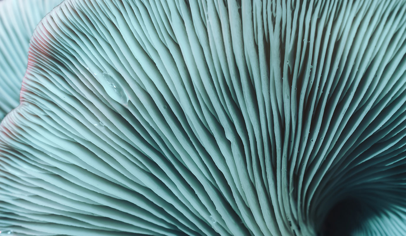 Strategie & Umsetzung im Unternehmen verankern Evolutionizer