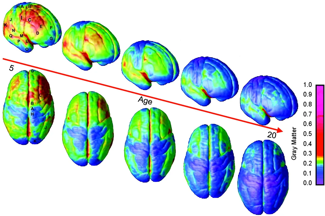 Brain Development During Teenage Years