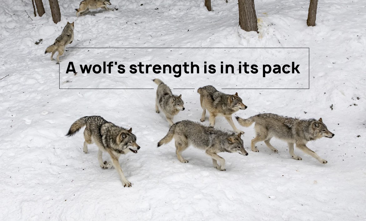 A wolf's strength is in its pack