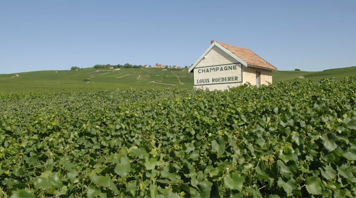 Cristal Champagne Grape Varietals and Production Processes