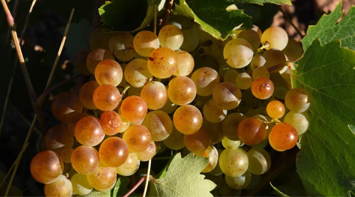 moscato wine: A Brief History of the Muscat Grape
